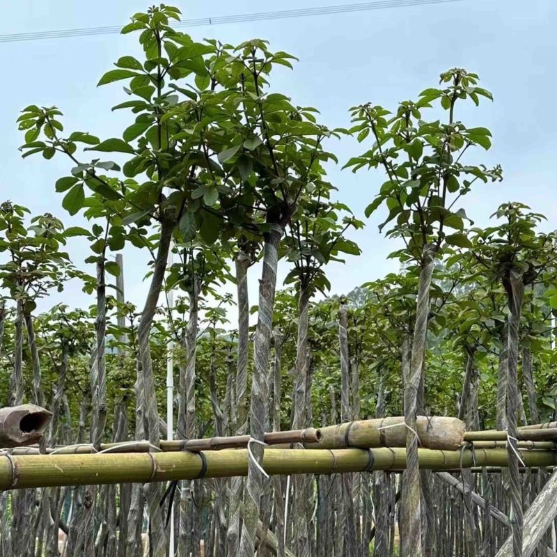 黄花风铃木3～6公分基地直销规格齐全欢迎老板来电咨询