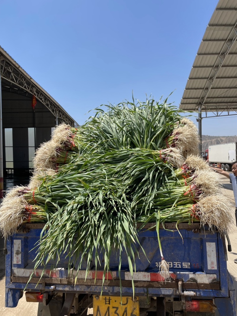 临洮精品优质红根蒜苗，现已大量上市，根红叶绿