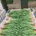 临洮精品优质红根蒜苗，现已大量上市，根红叶绿
