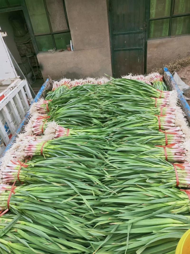 临洮精品优质红根蒜苗，现已大量上市，根红叶绿