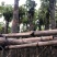重阳木10～12基地直销规格齐全欢迎老板来电咨询合作