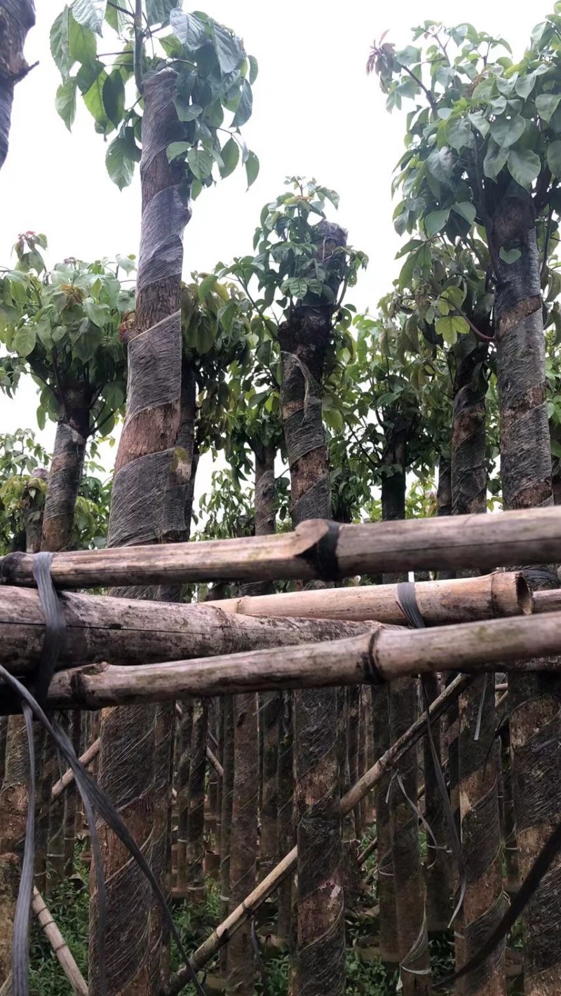重阳木10～12基地直销规格齐全欢迎老板来电咨询合作