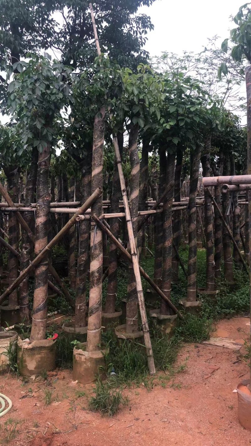 重阳木10～12基地直销规格齐全欢迎老板来电咨询合作