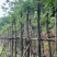 重阳木10～12基地直销规格齐全欢迎老板来电咨询合作