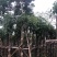 重阳木10～12基地直销规格齐全欢迎老板来电咨询合作