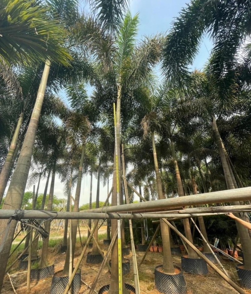 狐尾椰15～40公分基地直销规格齐全欢迎老板来电咨询
