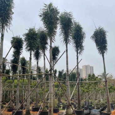 狐尾椰15～40公分基地直销规格齐全欢迎老板来电咨询