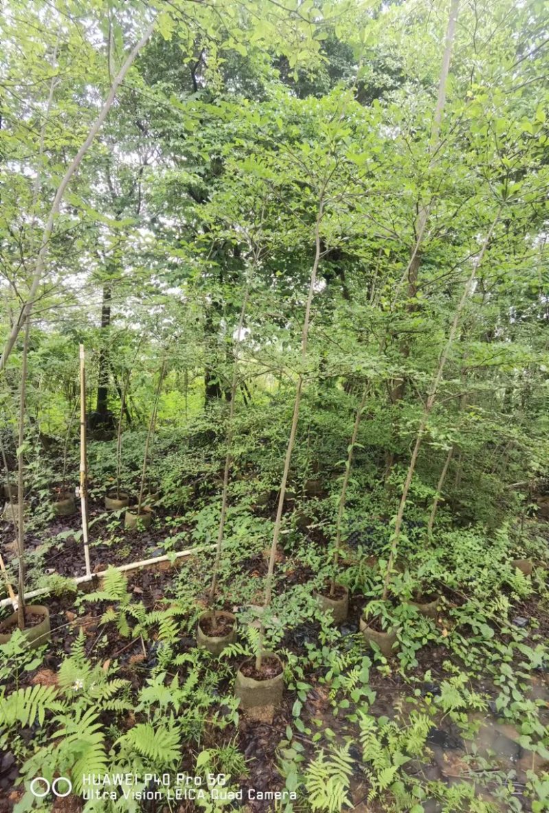 小叶榄仁树原生苗基地直销规格齐全欢迎老板来电咨询合作