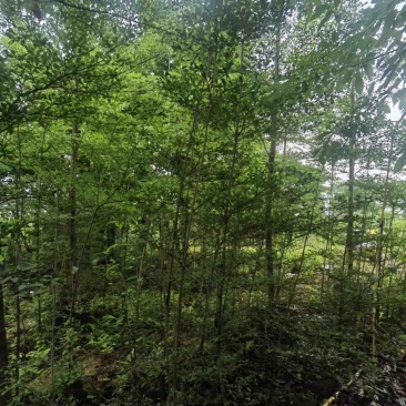 小叶榄仁树原生苗基地直销规格齐全欢迎老板来电咨询合作