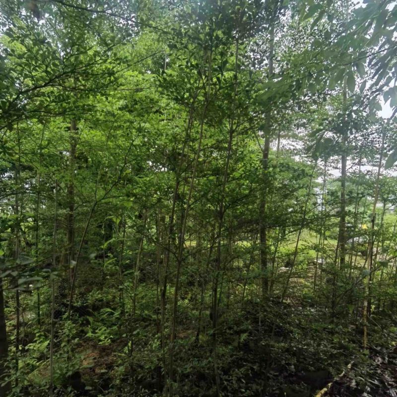 小叶榄仁树原生苗基地直销规格齐全欢迎老板来电咨询合作