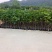 芒果树3～15公分基地直销规格齐全欢迎老板来电咨询