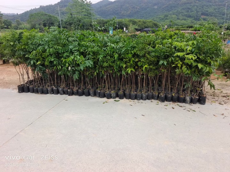 芒果树3～15公分基地直销规格齐全欢迎老板来电咨询