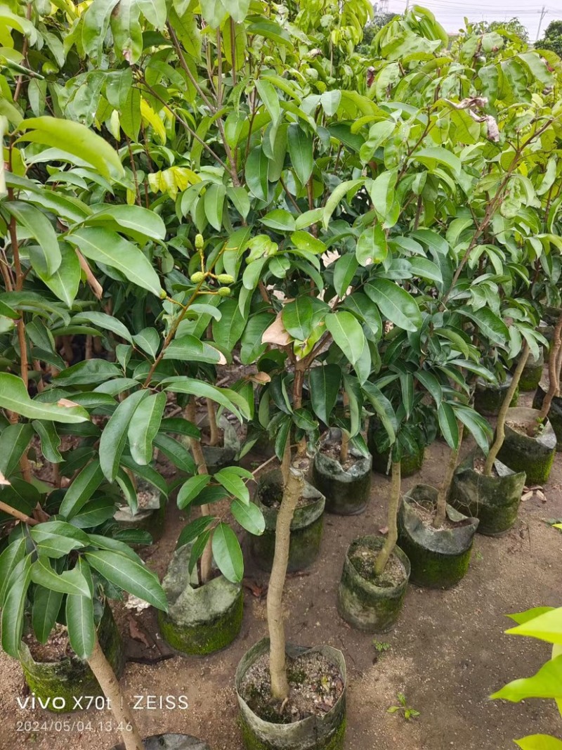 芒果树3～15公分基地直销规格齐全欢迎老板来电咨询