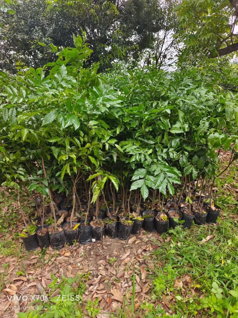 芒果树3～15公分基地直销规格齐全欢迎老板来电咨询