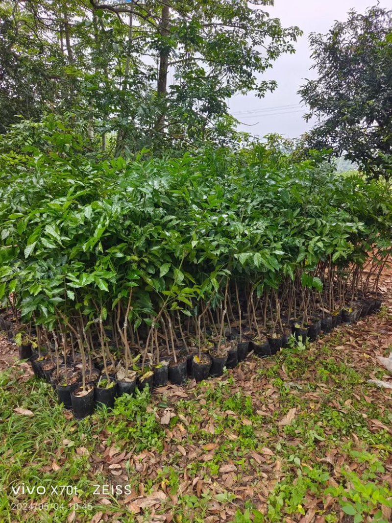芒果树3～15公分基地直销规格齐全欢迎老板来电咨询