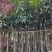 芒果树3～15公分基地直销规格齐全欢迎老板来电咨询