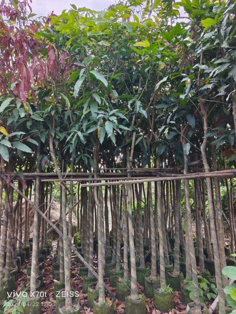 芒果树3～15公分基地直销规格齐全欢迎老板来电咨询
