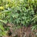 芒果树3～15公分基地直销规格齐全欢迎老板来电咨询