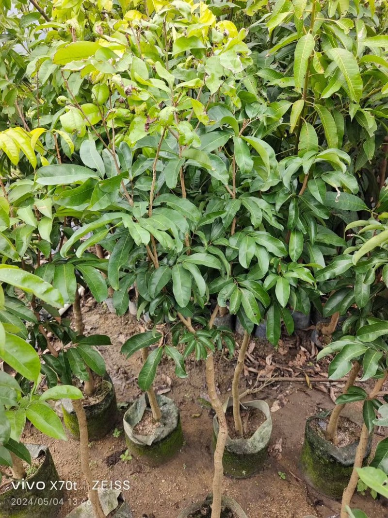 芒果树3～15公分基地直销规格齐全欢迎老板来电咨询