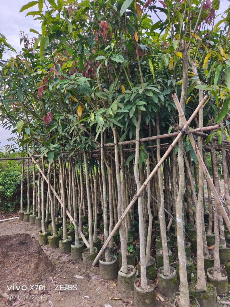 芒果树3～15公分基地直销规格齐全欢迎老板来电咨询