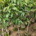 芒果树3～15公分基地直销规格齐全欢迎老板来电咨询
