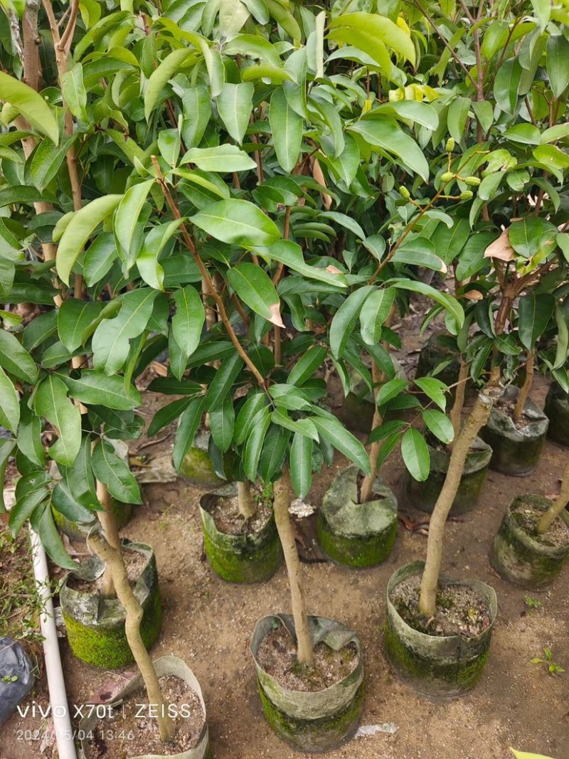 芒果树3～15公分基地直销规格齐全欢迎老板来电咨询