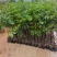 芒果树3～15公分基地直销规格齐全欢迎老板来电咨询