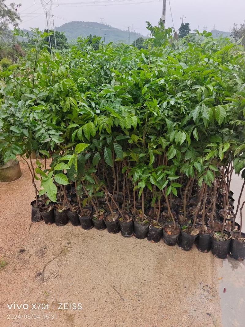 芒果树3～15公分基地直销规格齐全欢迎老板来电咨询