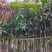 芒果树3～15公分基地直销规格齐全欢迎老板来电咨询