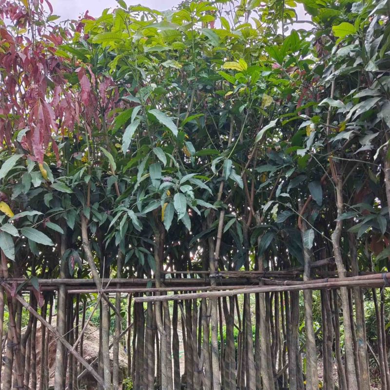 芒果树3～15公分基地直销规格齐全欢迎老板来电咨询