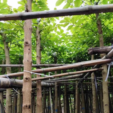 火焰木5～15公分基地直销规格齐全欢迎老板来电咨询