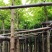 火焰木5～15公分基地直销规格齐全欢迎老板来电咨询