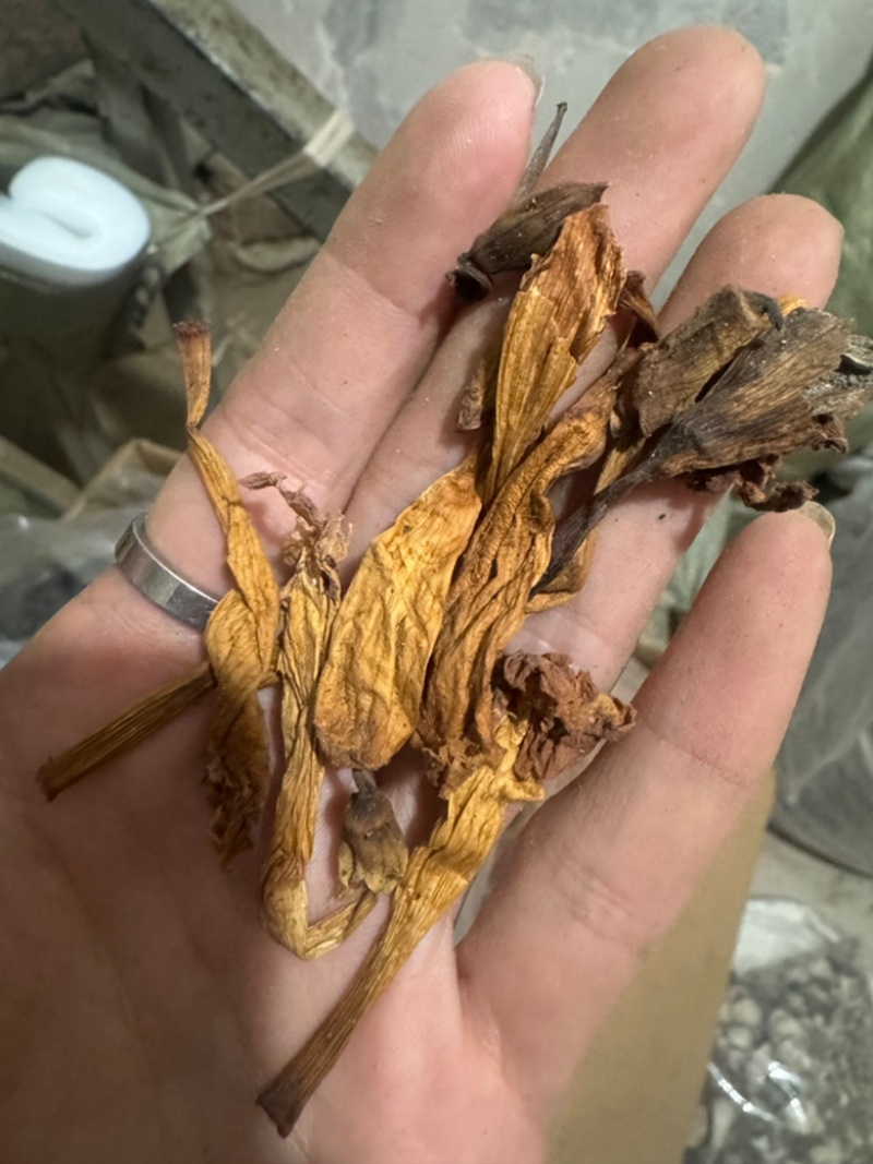 凌霄花保庆药业批发凌霄花干货凌霄花实拍