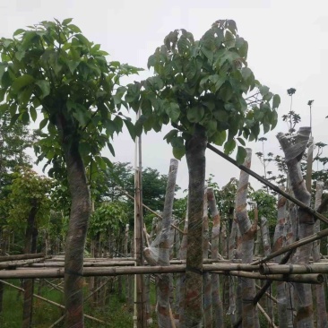 秋枫10～12公分基地直销规格齐全欢迎老板来电咨询