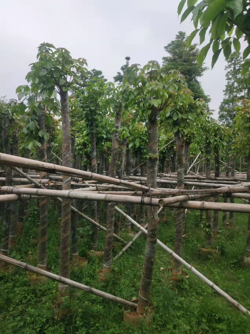 秋枫10～12公分基地直销规格齐全欢迎老板来电咨询