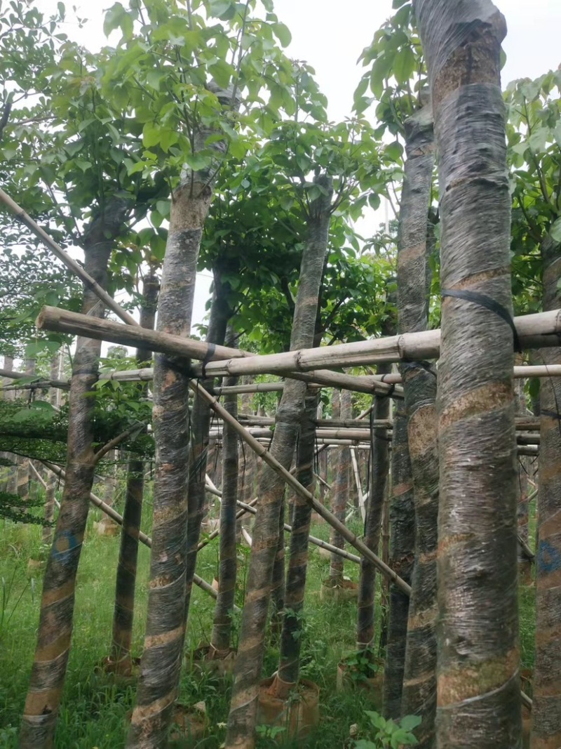 秋枫10～12公分基地直销规格齐全欢迎老板来电咨询