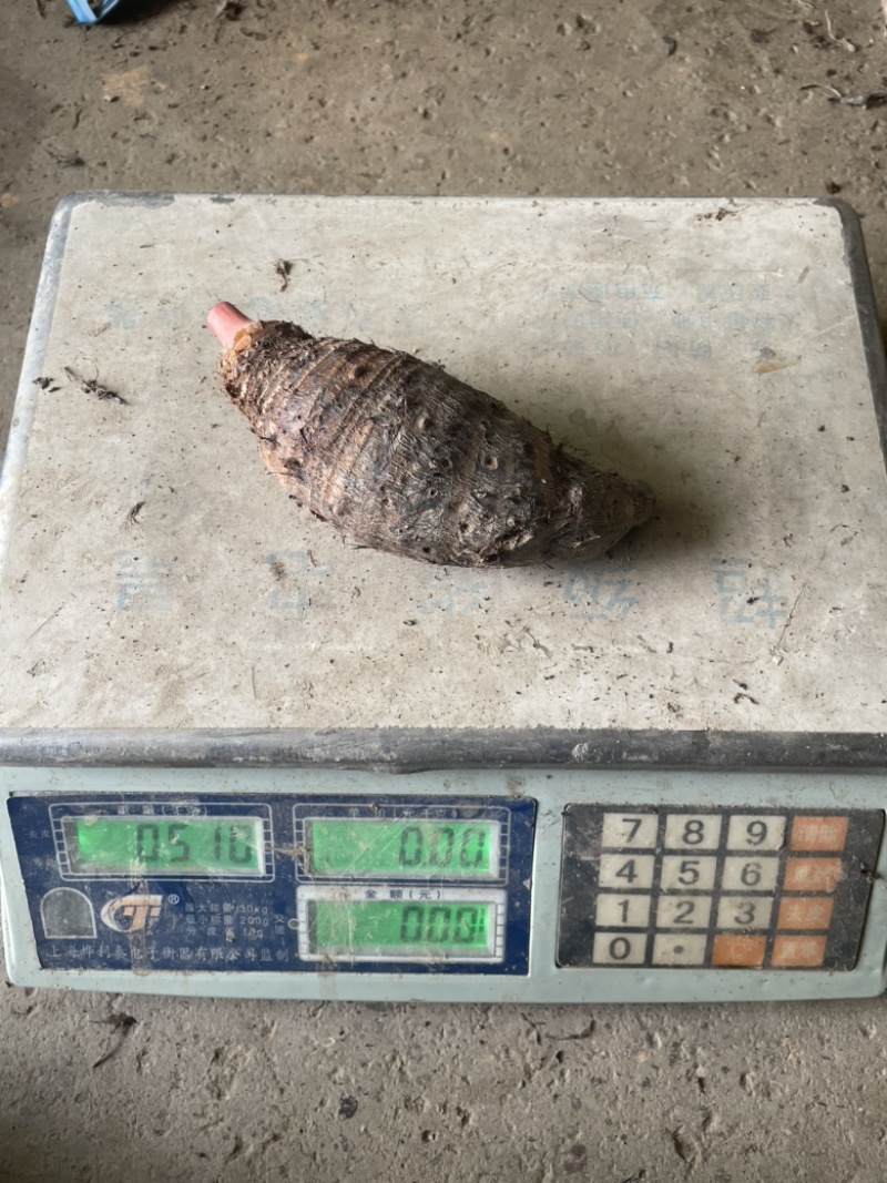 浙江红芽芋温岭红芽芋大芋艿子2-8两规格现货2万斤
