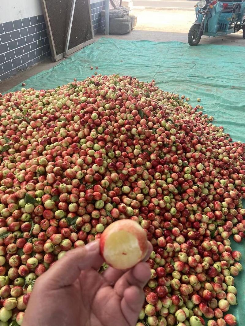 珍珠枣油桃湖北露天油桃毛桃品种多日供二十万斤品质保证