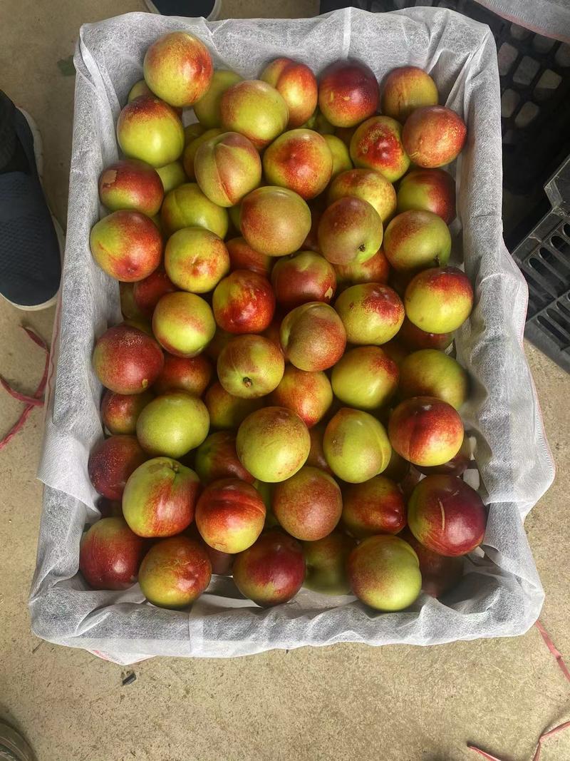 珍珠枣油桃湖北露天油桃毛桃品种多日供二十万斤品质保证