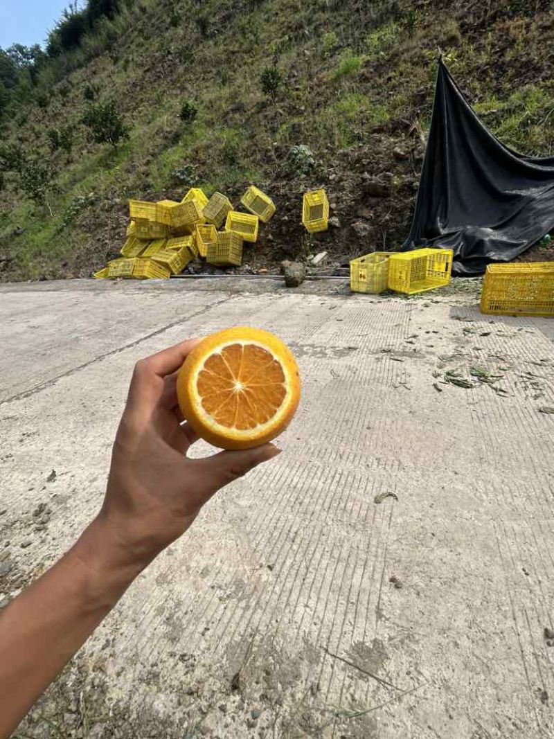 秭归夏橙榨汁果现摘现发产地一手货源