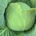 四川扁包菜耐运输平顶越冬王货多一手货源