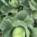 四川扁包菜耐运输平顶越冬王货多一手货源