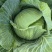 四川扁包菜耐运输平顶越冬王货多一手货源