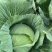 四川扁包菜耐运输平顶越冬王货多一手货源