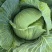 四川扁包菜耐运输平顶越冬王货多一手货源