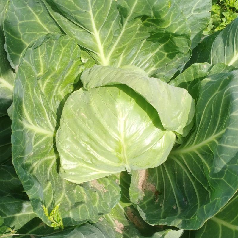 甘蓝圆白菜，包菜，河北沧州肃宁，农户自销