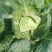 甘蓝圆白菜，包菜，河北沧州肃宁，农户自销