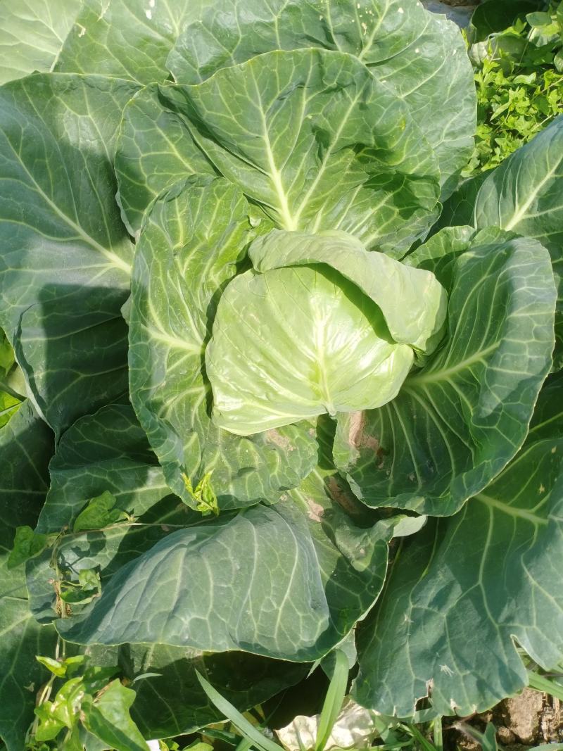 甘蓝圆白菜，包菜，河北沧州肃宁，农户自销