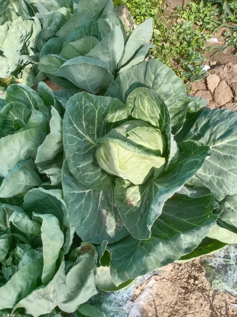 甘蓝圆白菜，包菜，河北沧州肃宁，农户自销