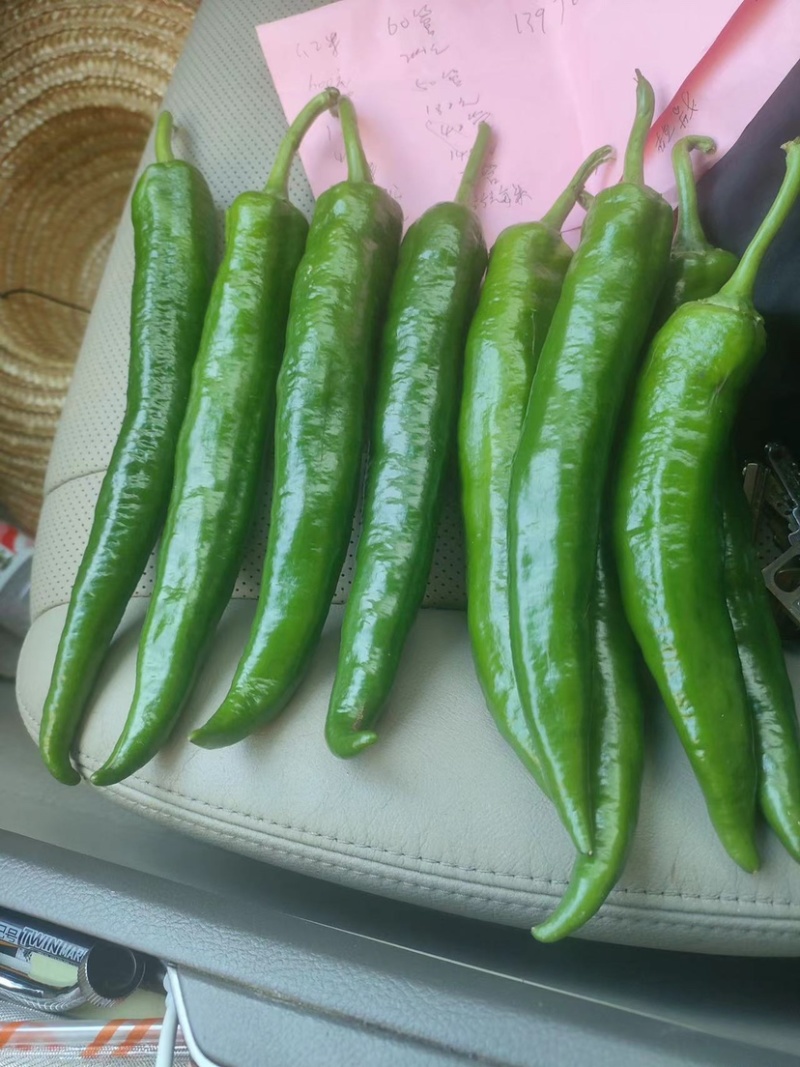广西3号辣椒，产地直销，价格优惠，质量保证精品优质